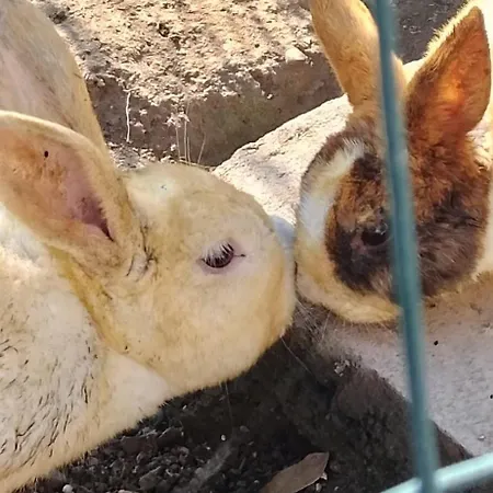 Casa Sanfe * Albenga